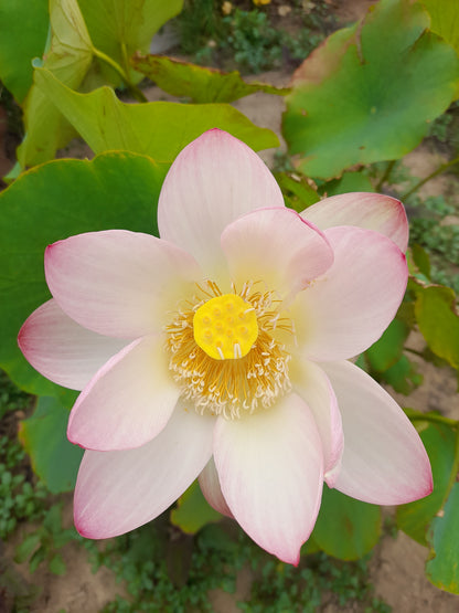 Sacred Lotus