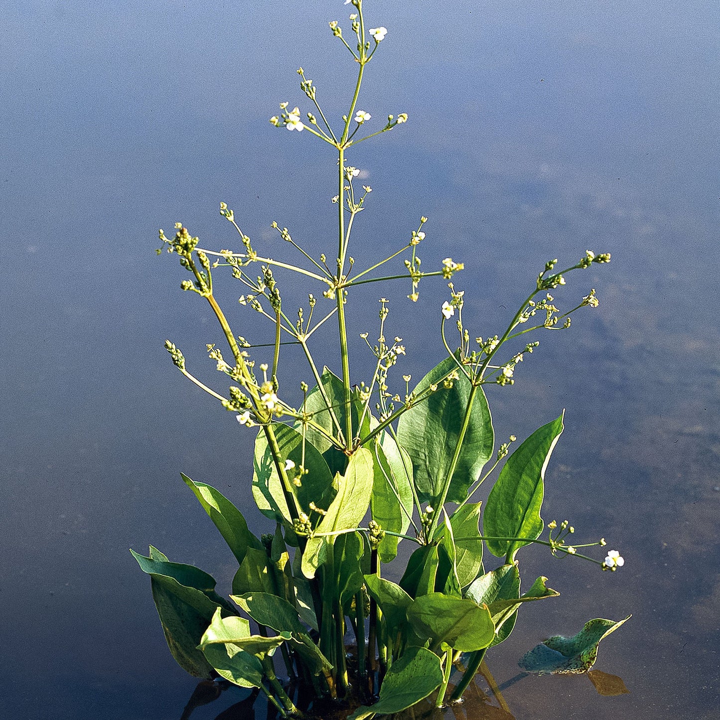 Alisma Plantago Aquatica