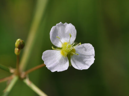 Water Plantain