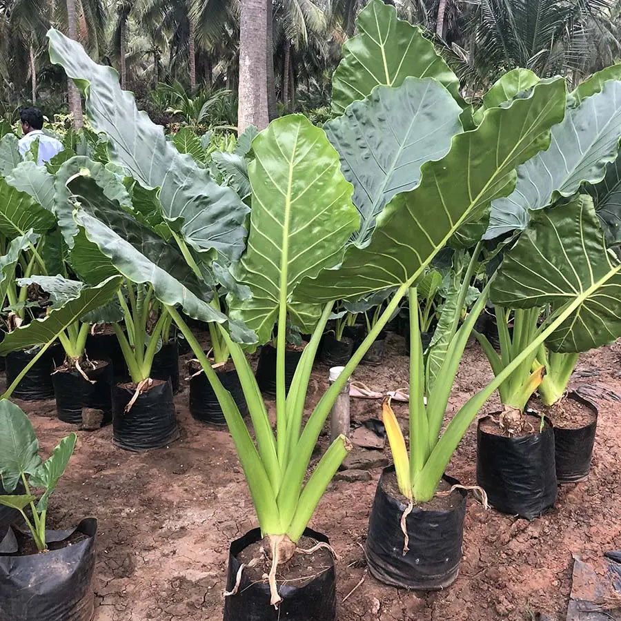 Elephant Ear