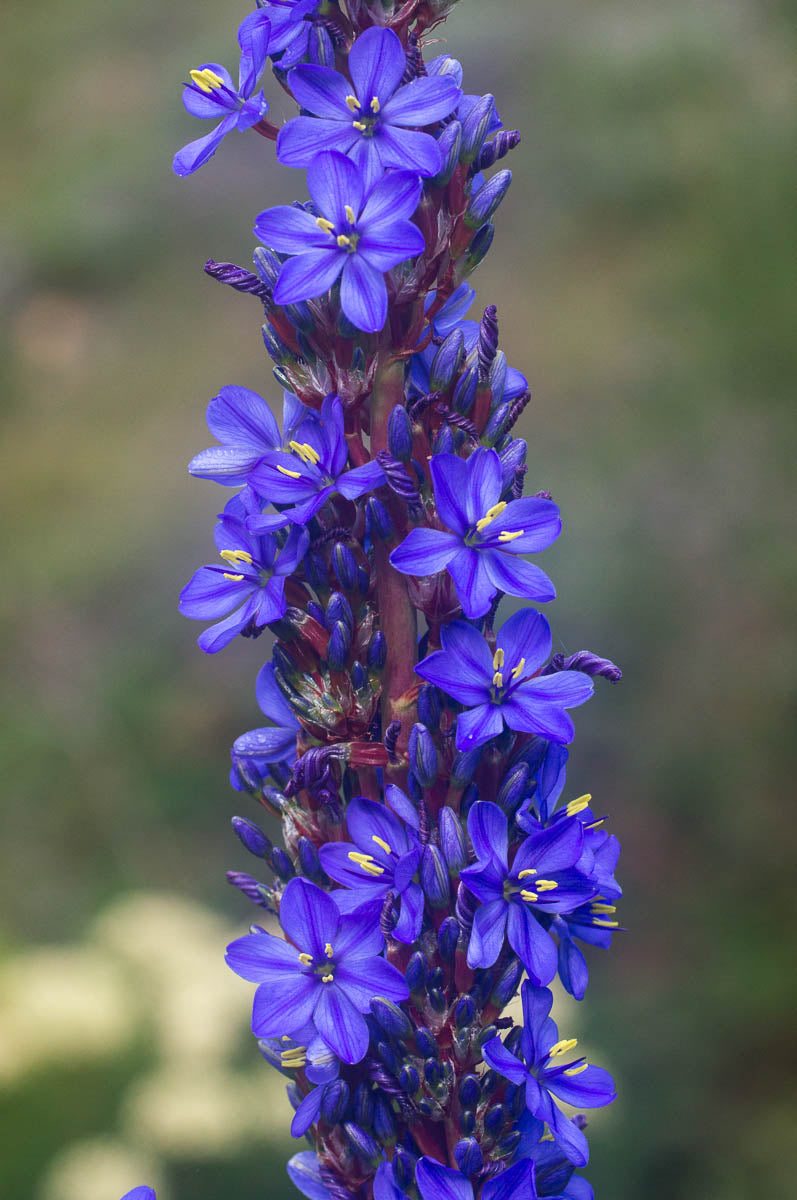 Blue Sceptre