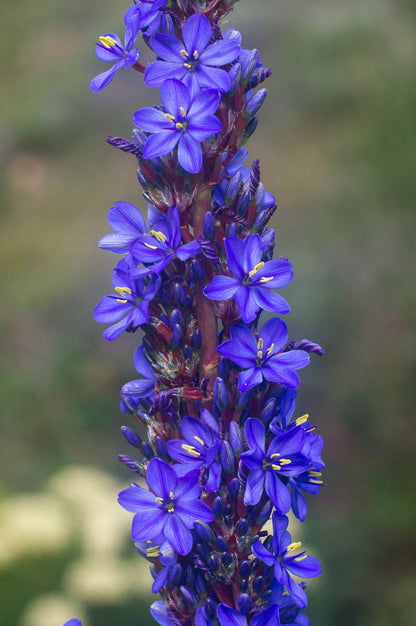 Blue Sceptre