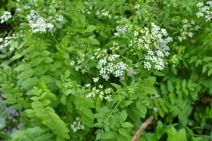 Water Parsnip