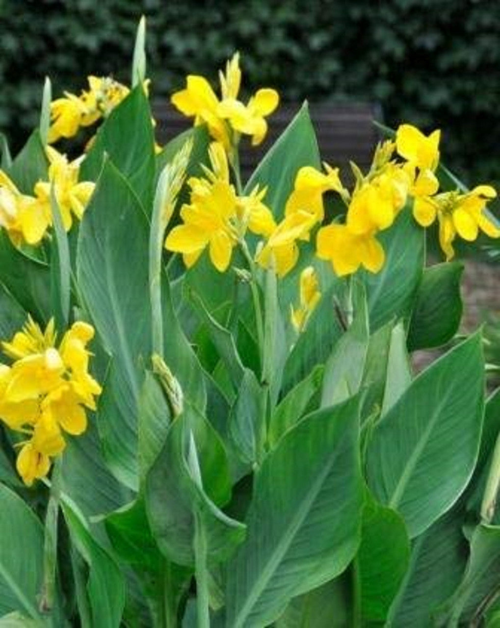 Canna Lily Yellow