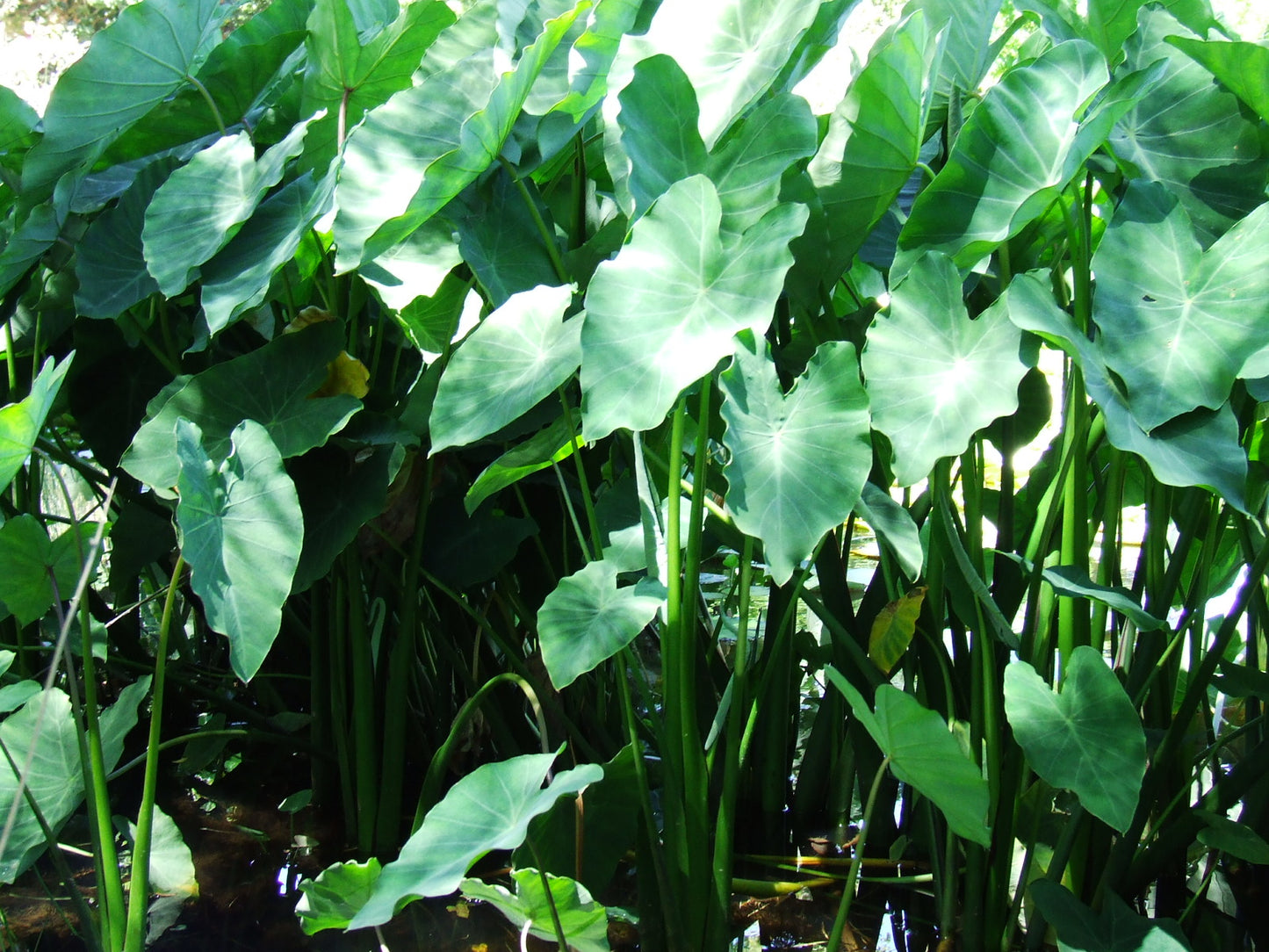 Colocasia Esculentes