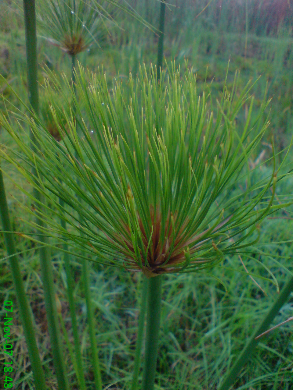 Nile Grass
