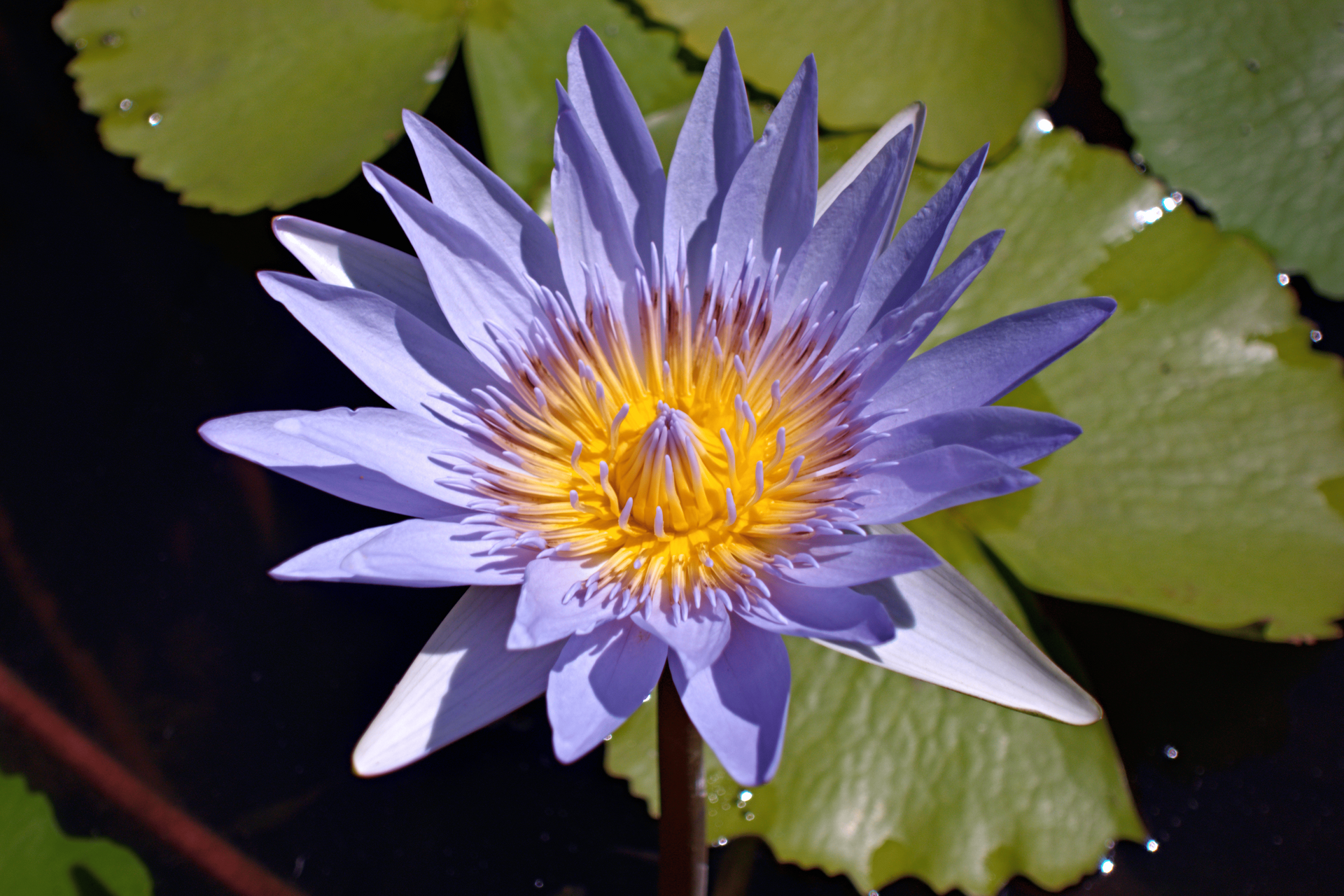 Cape Blue – Riverside Aquatics