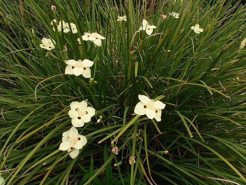 African Iris