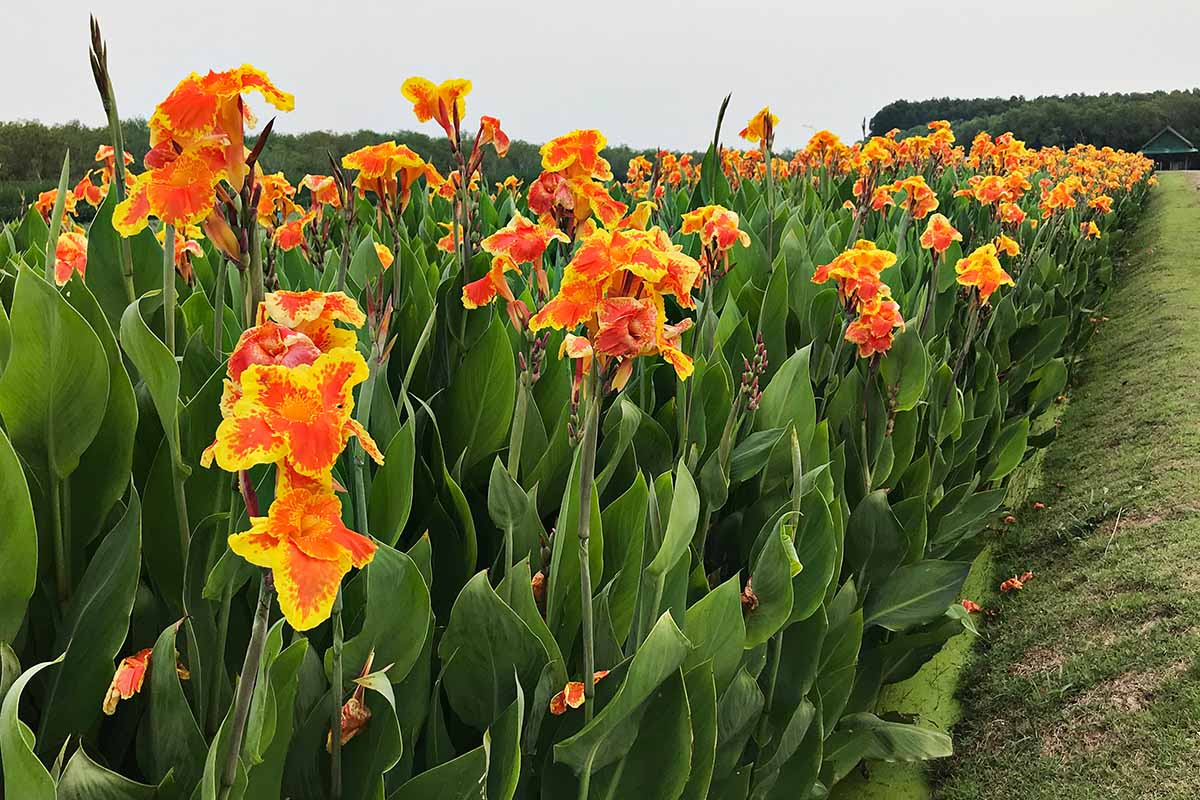 Canna Lily Orange Punch