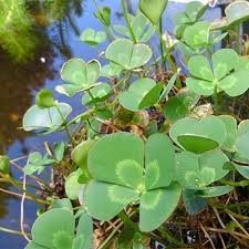 Water Clover