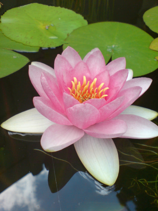 Medium Pink