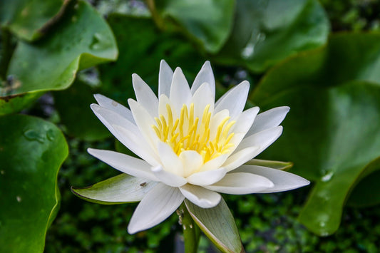 Creamy White (Dwarf)