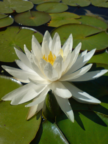 Fragrant White