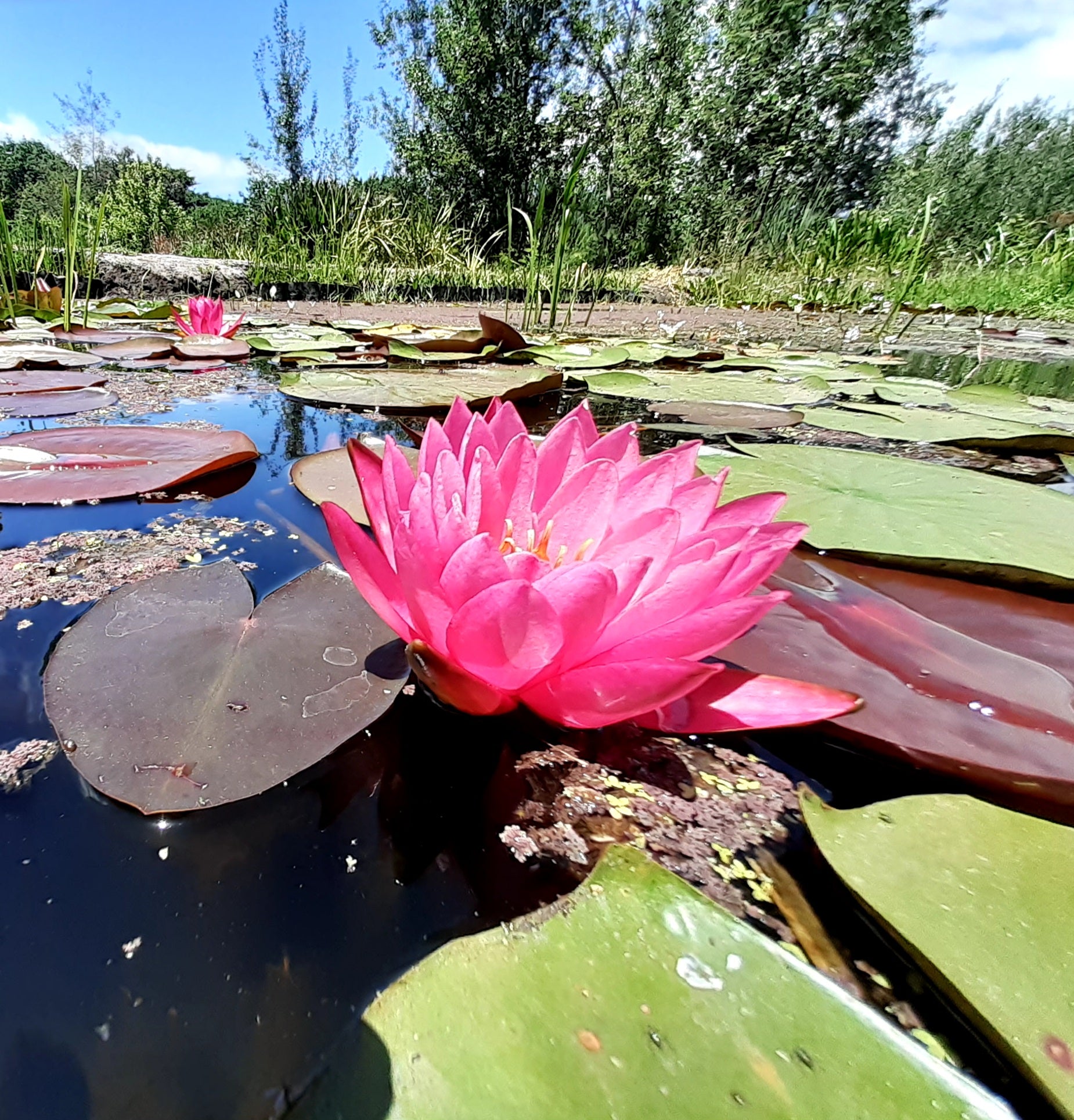 Mayla – Riverside Aquatics