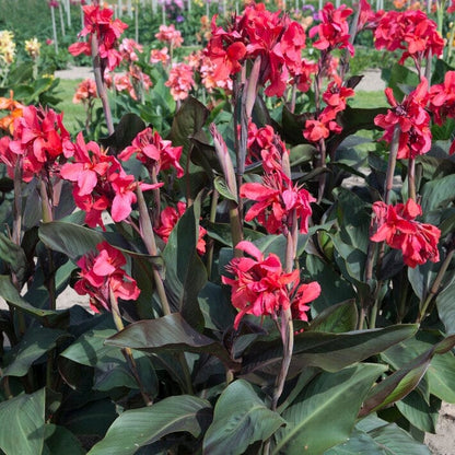 Canna Lily Pink