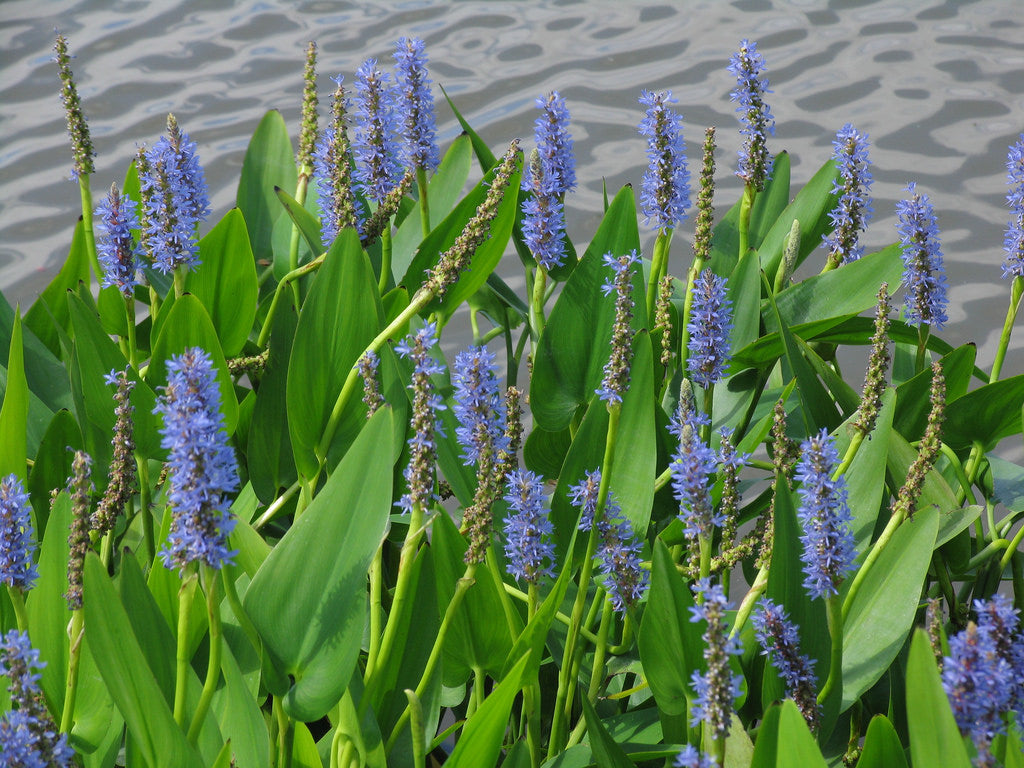 Mauve Pickerel