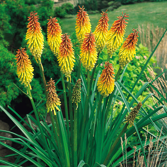 Red Hot Poker