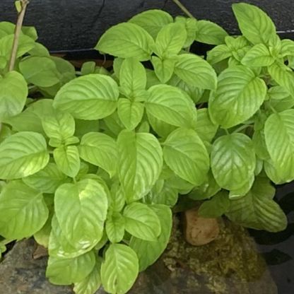 Water Mint