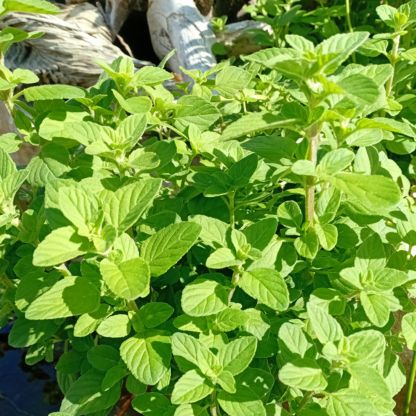 Water Mint
