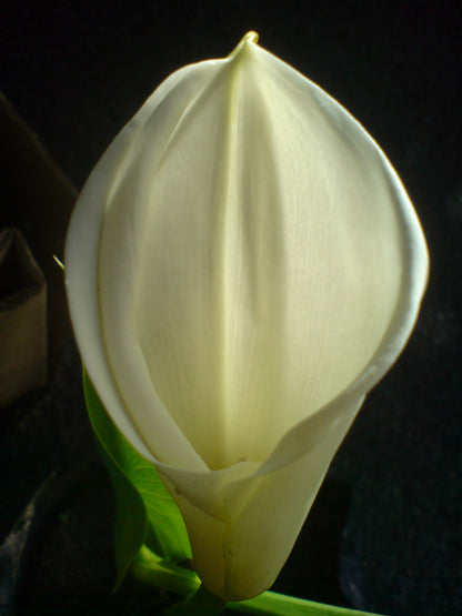 Arum Lily