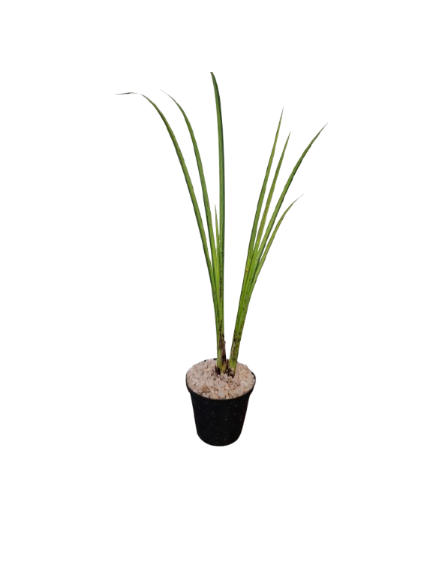 Golden Variegated Sweet Flag Miniature (5cm Pot)