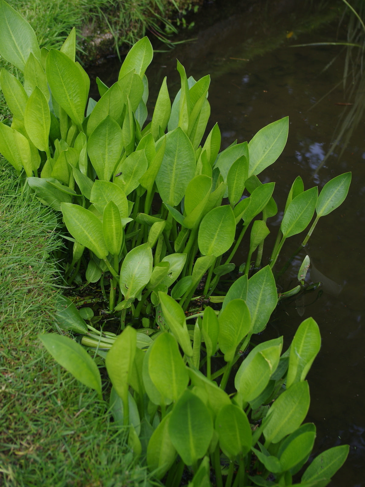 Water Plantain