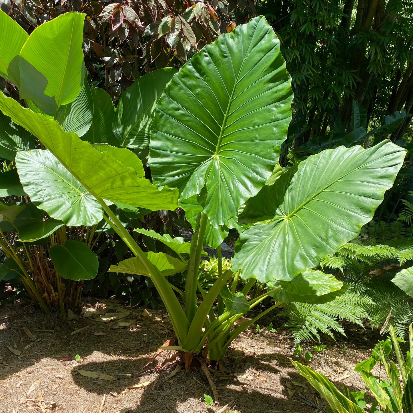 Elephant Ear