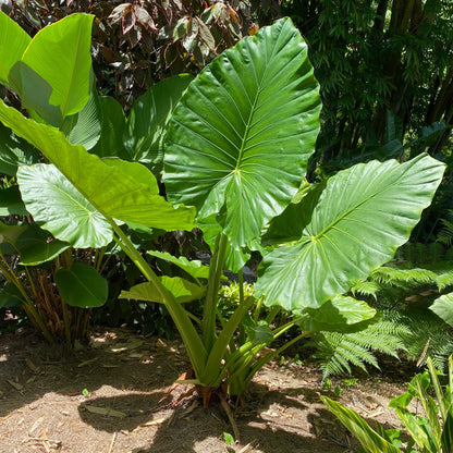 Elephant Ear