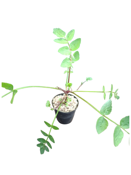 Water Parsnip Miniature (5cm Pot)