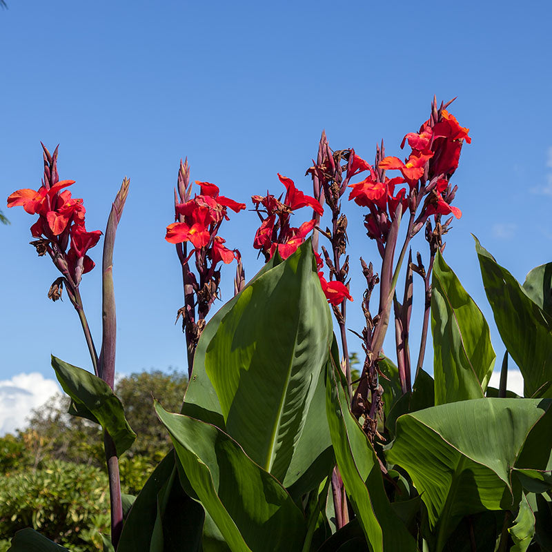 Canna Lily Red Dazzler