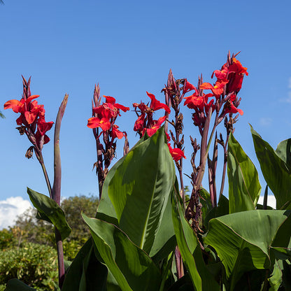 Canna Lily Red Dazzler
