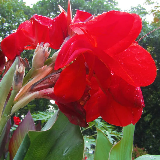 Canna Lily Red Dazzler