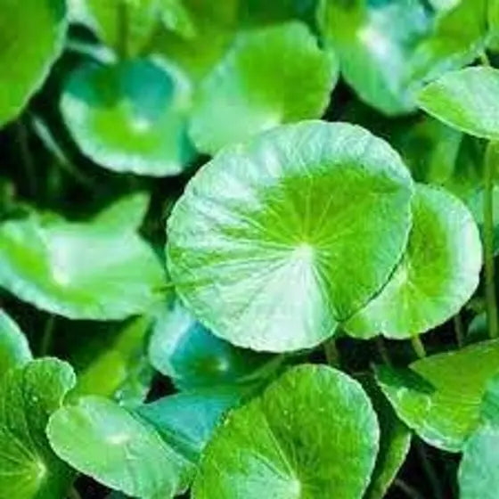Asiatic Pennywort