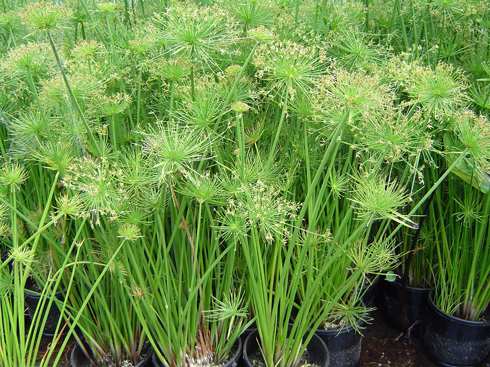 Dwarf Papyrus