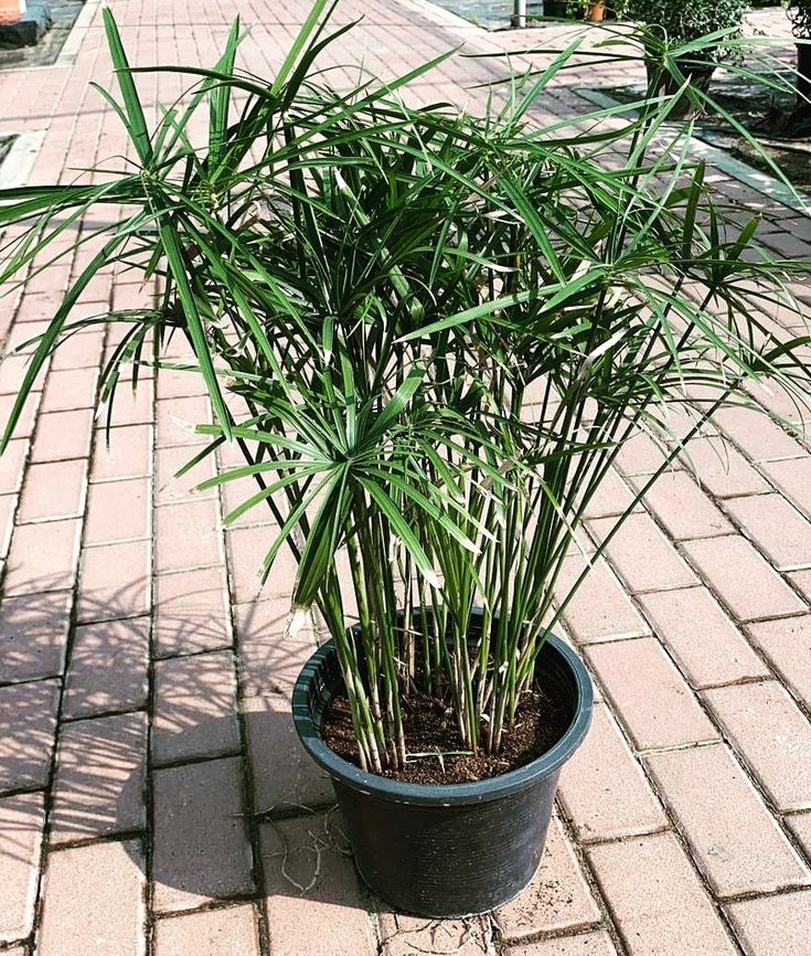Umbrella Sedge
