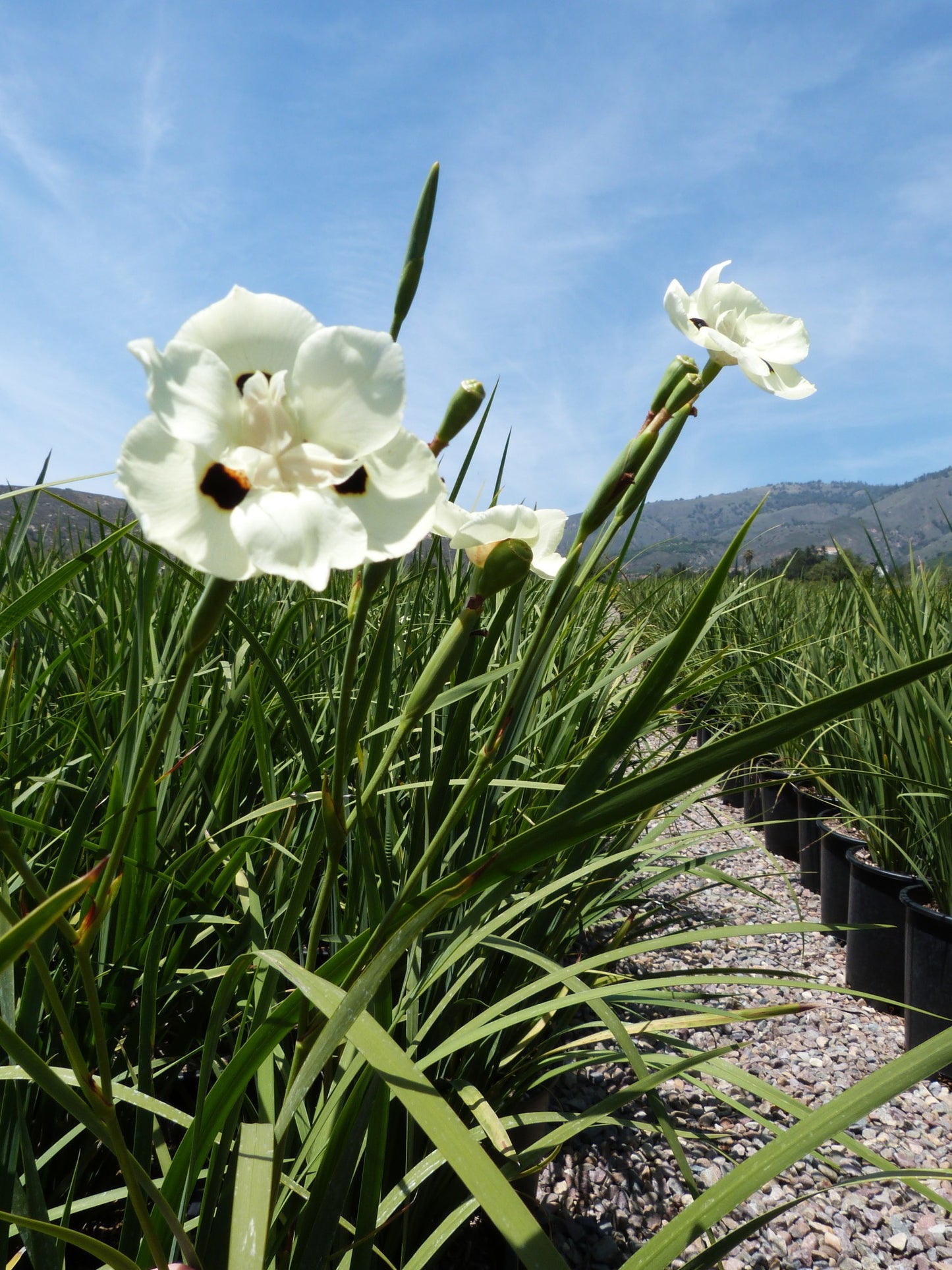 African Iris