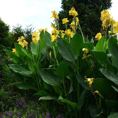 Canna Lily Yellow
