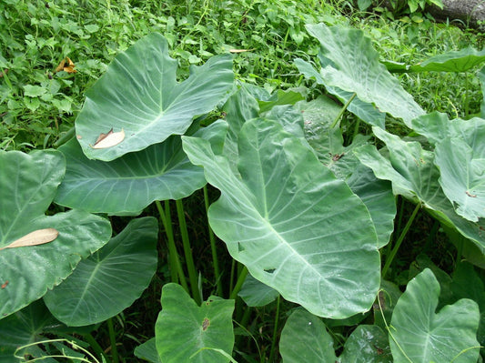elephant ear plant south africa Elephant Ear – Riverside Aquatics