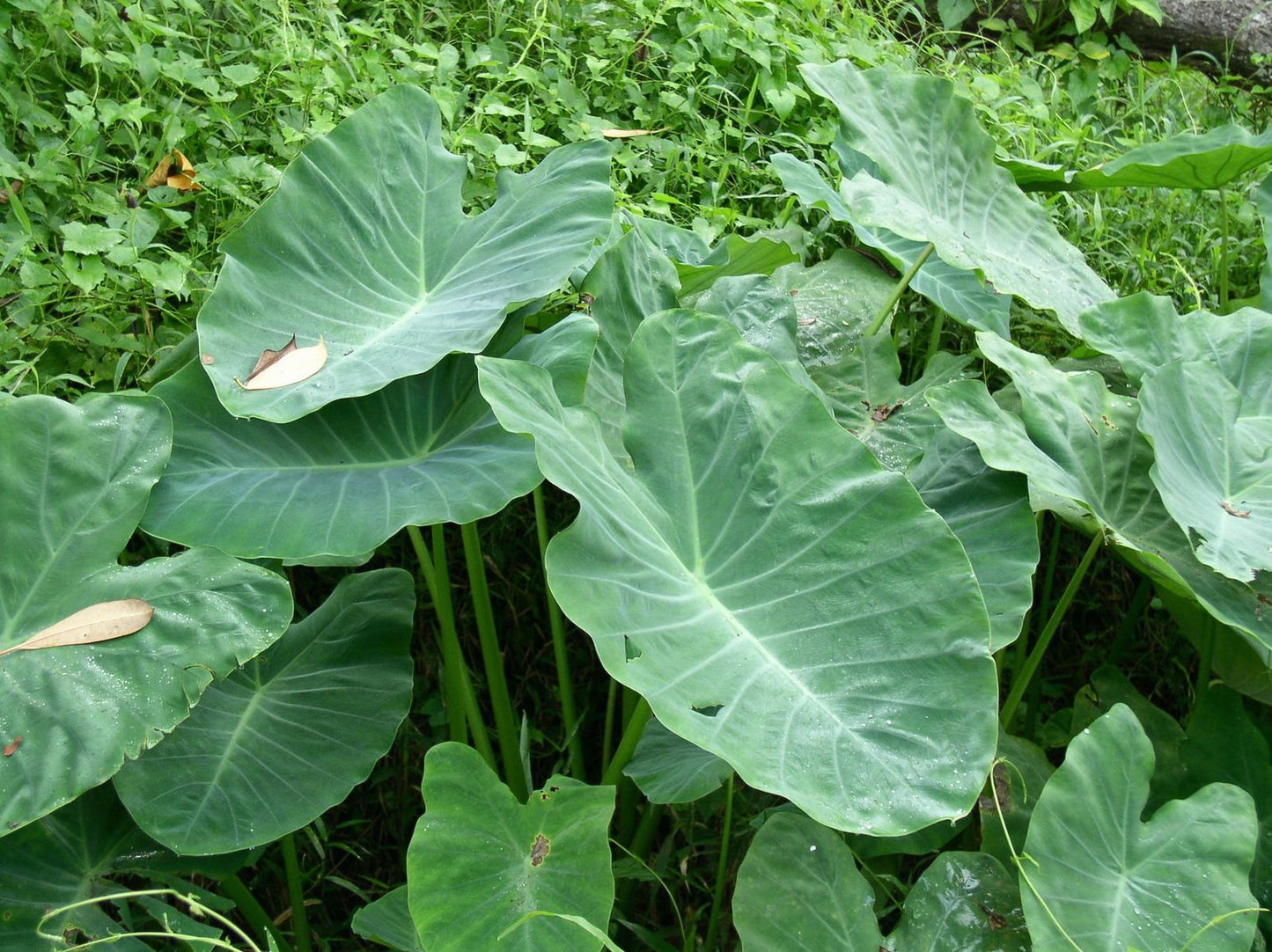 Taro