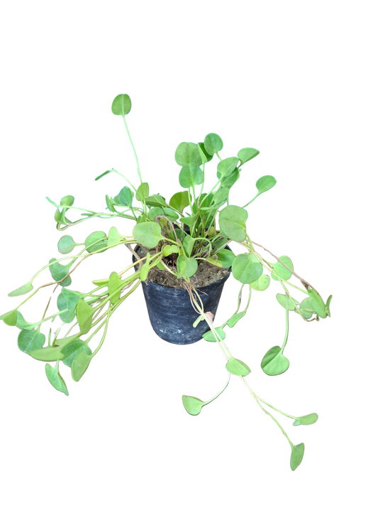 White Carpet Miniature (5cm Pot)