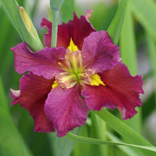 Iris | Pink