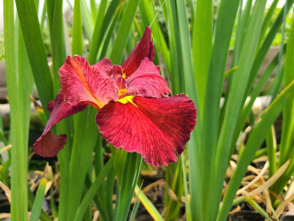 Iris | Pink