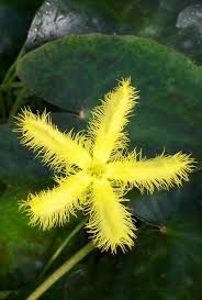 Yellow Star