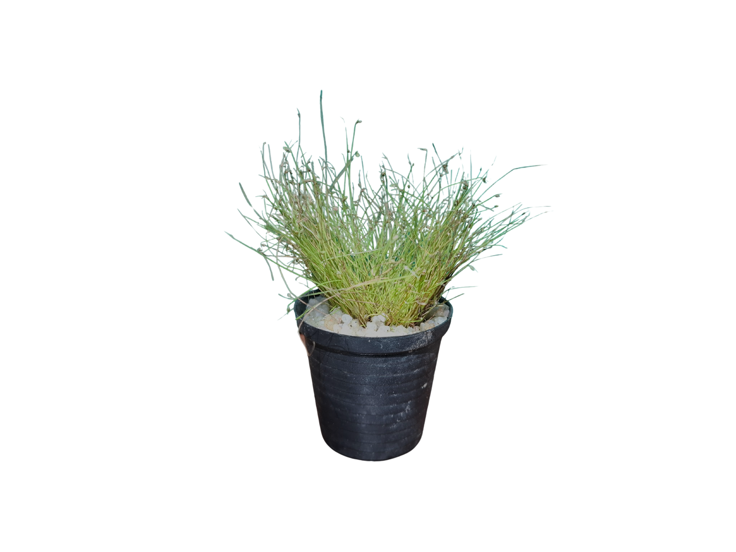 Fiber Optic Grass Miniature (5cm Pot)