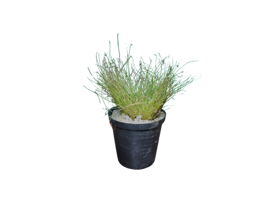 Fiber Optic Grass Miniature (5cm Pot)
