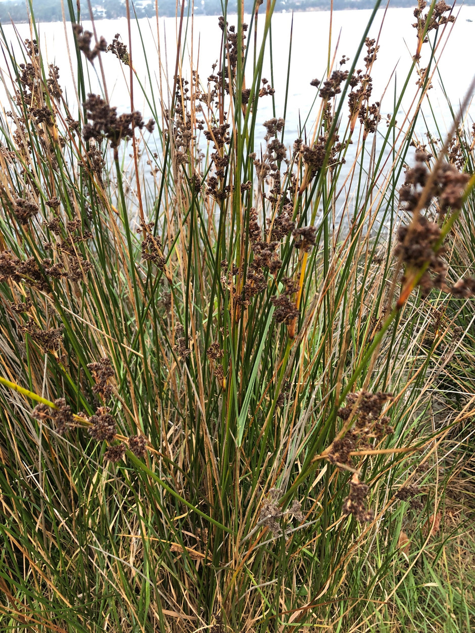 Garden Rushes Rushes – Riverside Aquatics