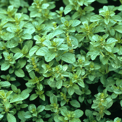 Water Mint