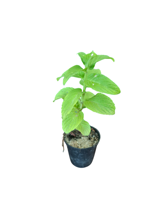 Water Mint Miniature (5cm Pot)