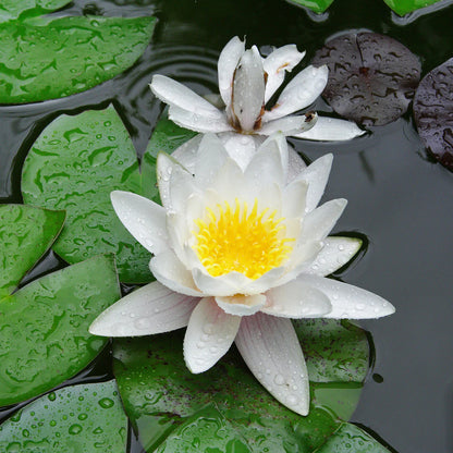 Pure White