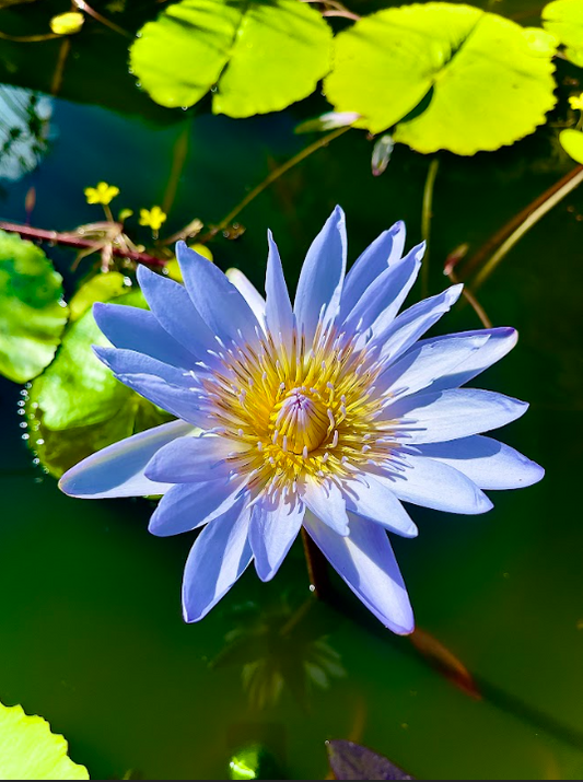 Cape Blue